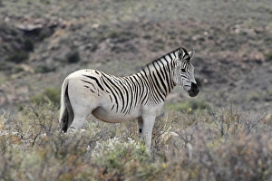 Equids Prints: Common Zebra (Equus quagga) young male