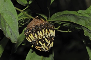 Rain Forests Prints: Communal Paper Wasp (Apoica sp)