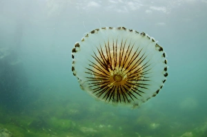 Swimming Prints: Compass Jellyfish (Chrysaora hysoscella) adult