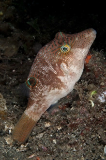 Lembeh Prints: Compressed Toby (Canthigaster compressa) adult