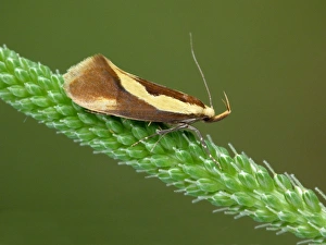 Flowerheads Prints: Concealer Moth (Harpella forficella) adult