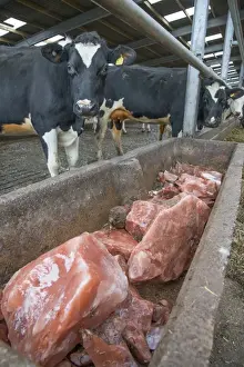 Indoor Prints: Concrete trough with mineral blocks in cubicle house on dairy farm