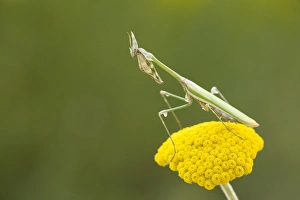 Southeastern Europe Prints: Conehead Mantis (Empusa pennata) adult female