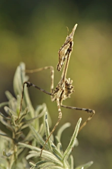 Conehead Mantis (Empusa pennata) nymph, waiting for prey on plant, Italy