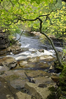 Swaledale Prints: Confluence of stream joining river in woodland