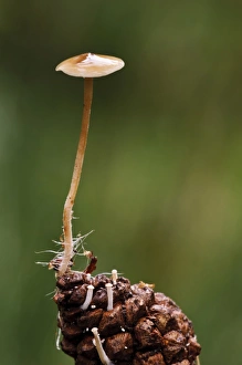 Cone Prints: Conifercone Cap (Baeospora myosura) fruiting body