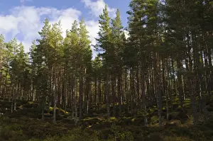 Caledonian Prints: Coniferous woodland habitat, Invereshie and Inshriach National Nature Reserve