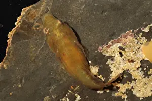 Connemara Clingfish (Lepadogaster candollei) adult, Kimmeridge, Isle of Purbeck, Dorset, England, March (captive)