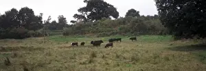 Conservation - Reserves - Cattle grazing at Nacton Meadows - Suffolk Wildlife Trust