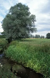 Conservation - Reserves - Stream running through Grove Farm, Suffolk Wildlife Trust