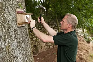 Feeder Prints: Conservationist erecting feeder for Eurasian Red Squirrel (Sciurus vulgaris)