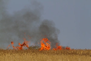 Burning Prints: Controlled burning of reeds in coastal reedbed habitat