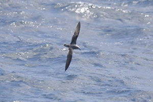 Cook's Petrel (Pterodroma cookii) adult, in flight over sea, New Zealand, november