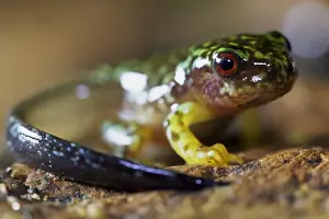 Tree Frog Prints: Copan Brook Frog (Duellmanohyla soralia) metamorphosing froglet with tail