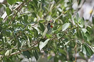 South Asia Prints: Coppersmith Barbet (Megalaima haemacephala indica) adult