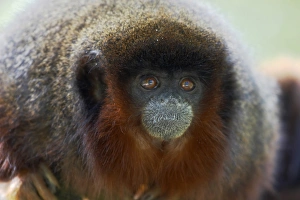 Monkeys Prints: Coppery Titi (Callicebus cupreus) adult, close-up of head, Apenheul (captive)