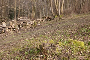 Piles Prints: Coppiced stool and log pile, in coppice woodland