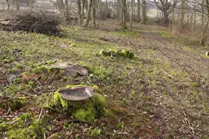 Pathway Prints: Coppiced stools and Ramsons (Allium ursinum) growing beside path in coppice woodland