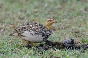 Dropping Prints: Coqui Francolin (Peliperdix coqui) adult