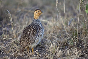 Coqui Francolin (Peliperdix coqui) adult, calling, standing in savannah, Serengeti N. P. Tanzania, December