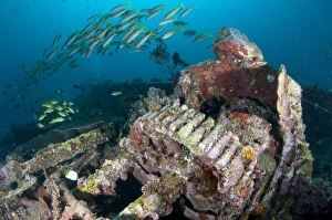 Ship Prints: Coral encrusted cogs on shipwreck with fish
