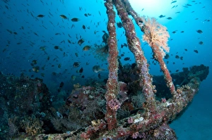 Ship Prints: Coral encrusted shipwreck with fish