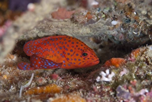 Sheltering Prints: Coral Grouper (Cephalopholis miniata) adult