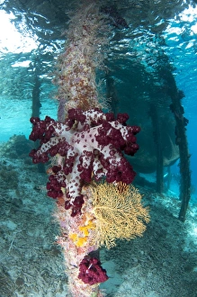 West Papua Prints: Coral growing on jetty stantion
