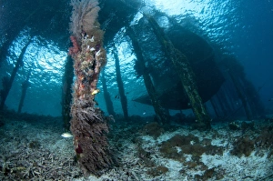 West Papua Prints: Coral growing on jetty stantions
