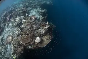 Sipadan Prints: Coral reef habitat, with fish and edge of reef with dropoff to reef wall