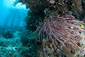 West Papua Prints: Coral reef habitat with jetty stantions in background