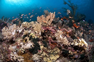 Corals Prints: Coral reef habitat with various species of fish