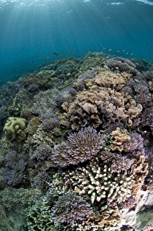 Coral reef habitat with various species of fish, Tutuntute, Wetar Island, Barat Daya Islands, Lesser Sunda Islands