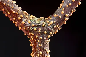 Trending: Coral Spot Fungus (Nectria cinnabarina) fruiting bodies