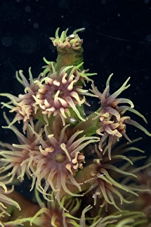 Corals Prints: Coral (Tubastraea micrantha) close-up of polyps