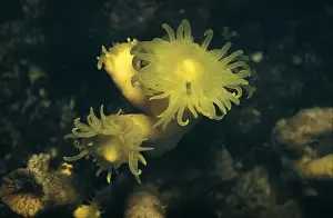 Corals Prints: Coral - Yellow (Dendrophyllia cornigera) close-up / aprox. 215 fathoms/La Chapelle Bank