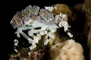 Indopacific Prints: Corallimorph Decorator Crab (Cyclocoeloma tuberculata) adult
