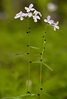 Southeastern Europe Prints: Coralroot Bitter-cress (Cardamine bulbifera) flowering