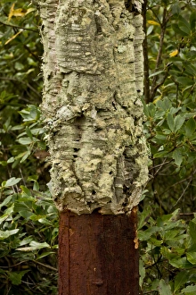 Sardinian Prints: Cork Oak (Quercus suber) close-up of trunk