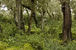 Sardinian Prints: Cork Oak (Quercus suber) managed forest habitat on basalt plateau