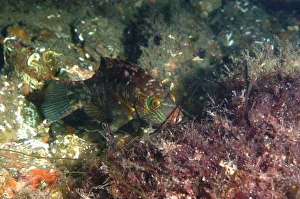 Corkwing Wrasse (Symphodus melops) adult, building nest, Swanage Pier, Swanage Bay, Isle of Purbeck, Dorset, England, may