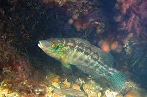 Floor Prints: Corkwing Wrasse (Symphodus melops) adult male