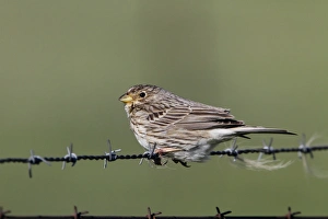 Fence Prints: Corn Bunting on barbed wire fence. - Spain Extremadura