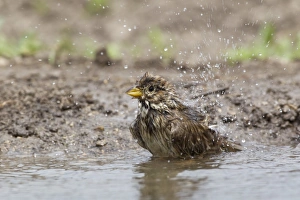 Splash Prints: Corn Bunting (Miliaria calandra) adult, bathing, splashing water, Bulgaria, may