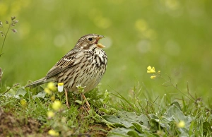 Extramadura Prints: Corn Bunting (Miliaria calandra) adult