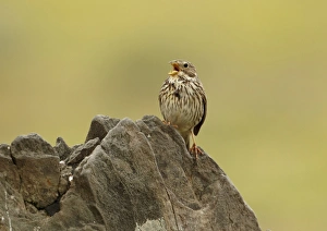 Corn Bunting (Miliaria calandra) adult, calling, perched on rock, Extremadura, Spain, april