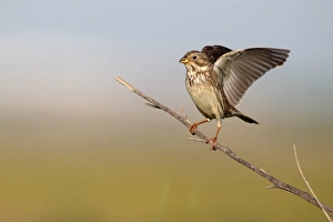 Stretching Prints: Corn Bunting (Miliaria calandra) adult
