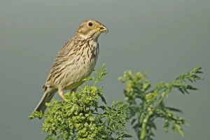 Corn Bunting (Miliaria calandra) adult, feeding, perched on chervil, Bulgaria, may