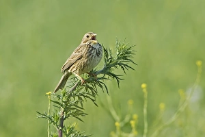 Fallow Prints: Corn Bunting (Miliaria calandra) adult