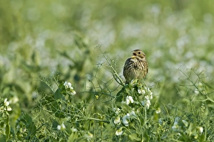 Corn Bunting (Miliaria calandra) adult, singing, perched in pea crop, Warwickshire, England, june